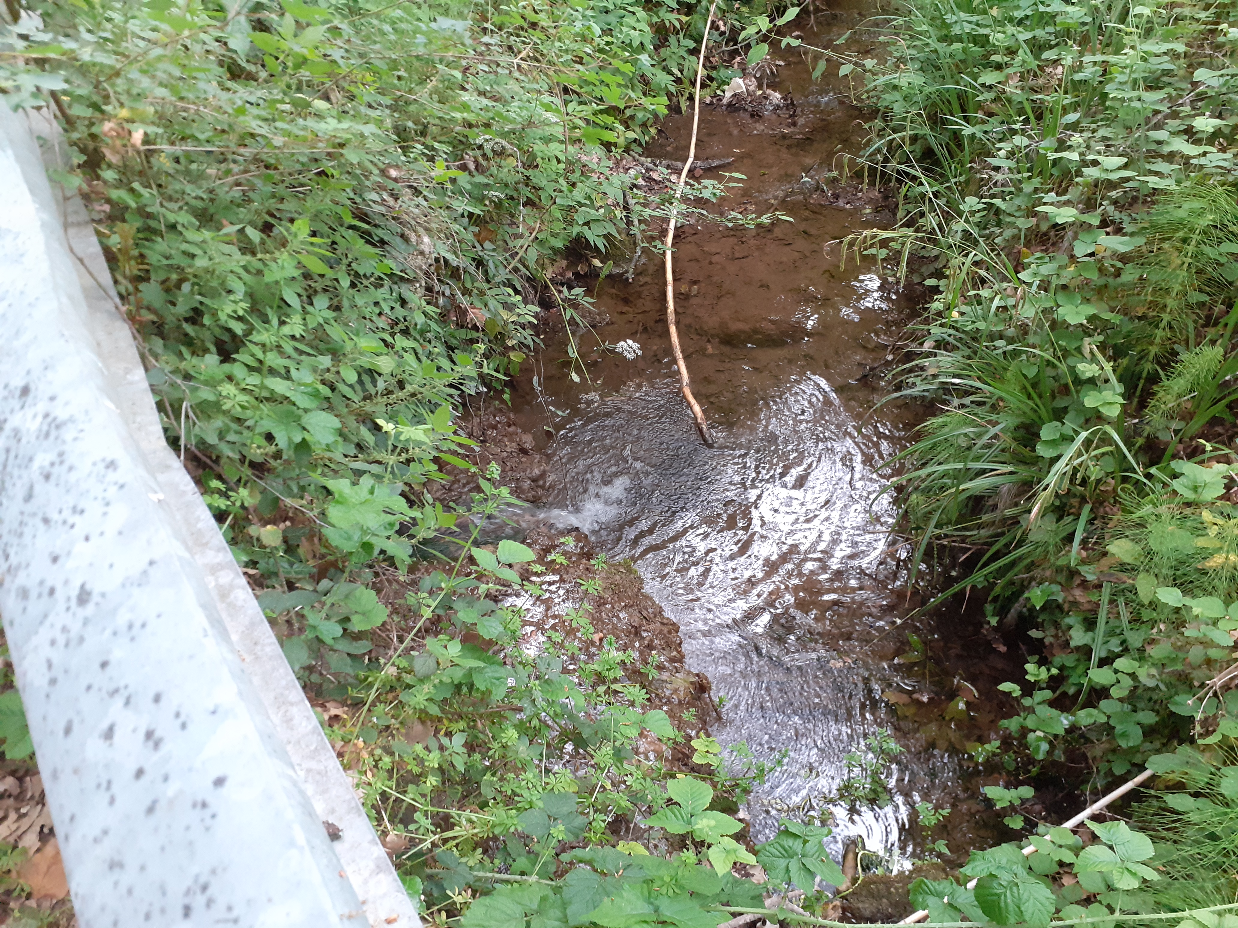 Torrente Rivo